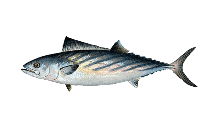 Bonite à dos rayé