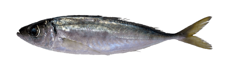 Chinchard à queue jaune