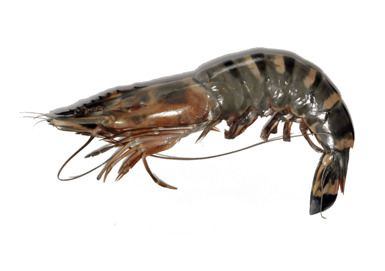 Crevette géante tigrée d&rsquo;élevage Mr.Goodfish