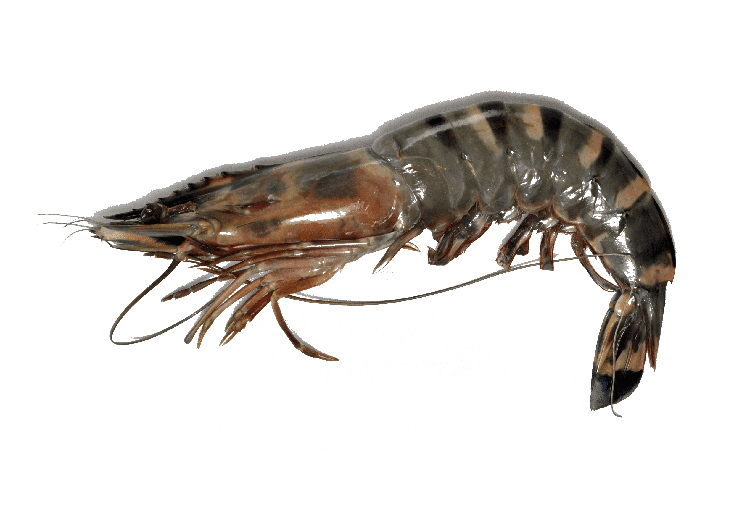 Crevette géante tigrée d&rsquo;élevage Mr.Goodfish