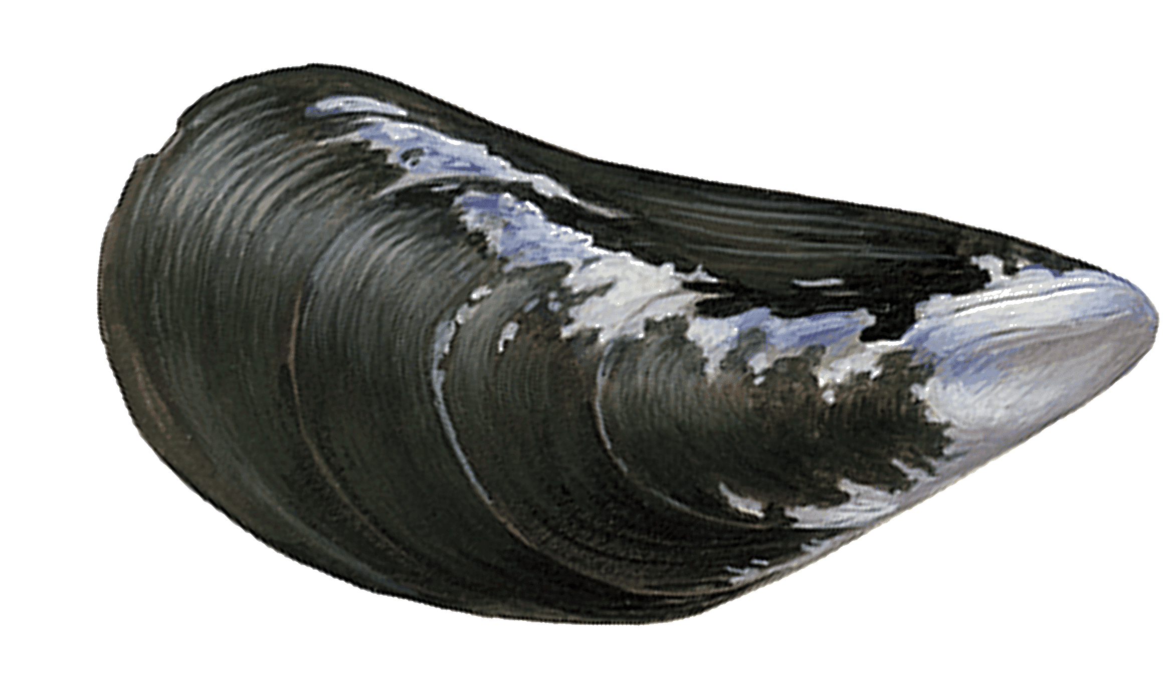 Moule d&rsquo;élevage