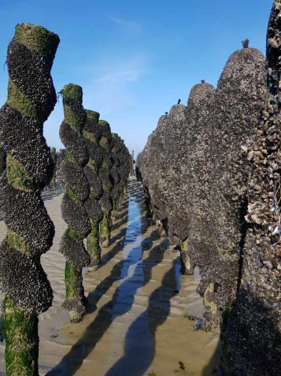 Test CRC – Huitres / Moules