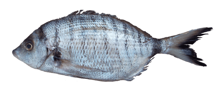 Sar à museau pointu