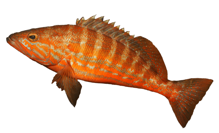 Serran cabrille (chèvre)