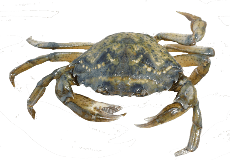 Crabe vert