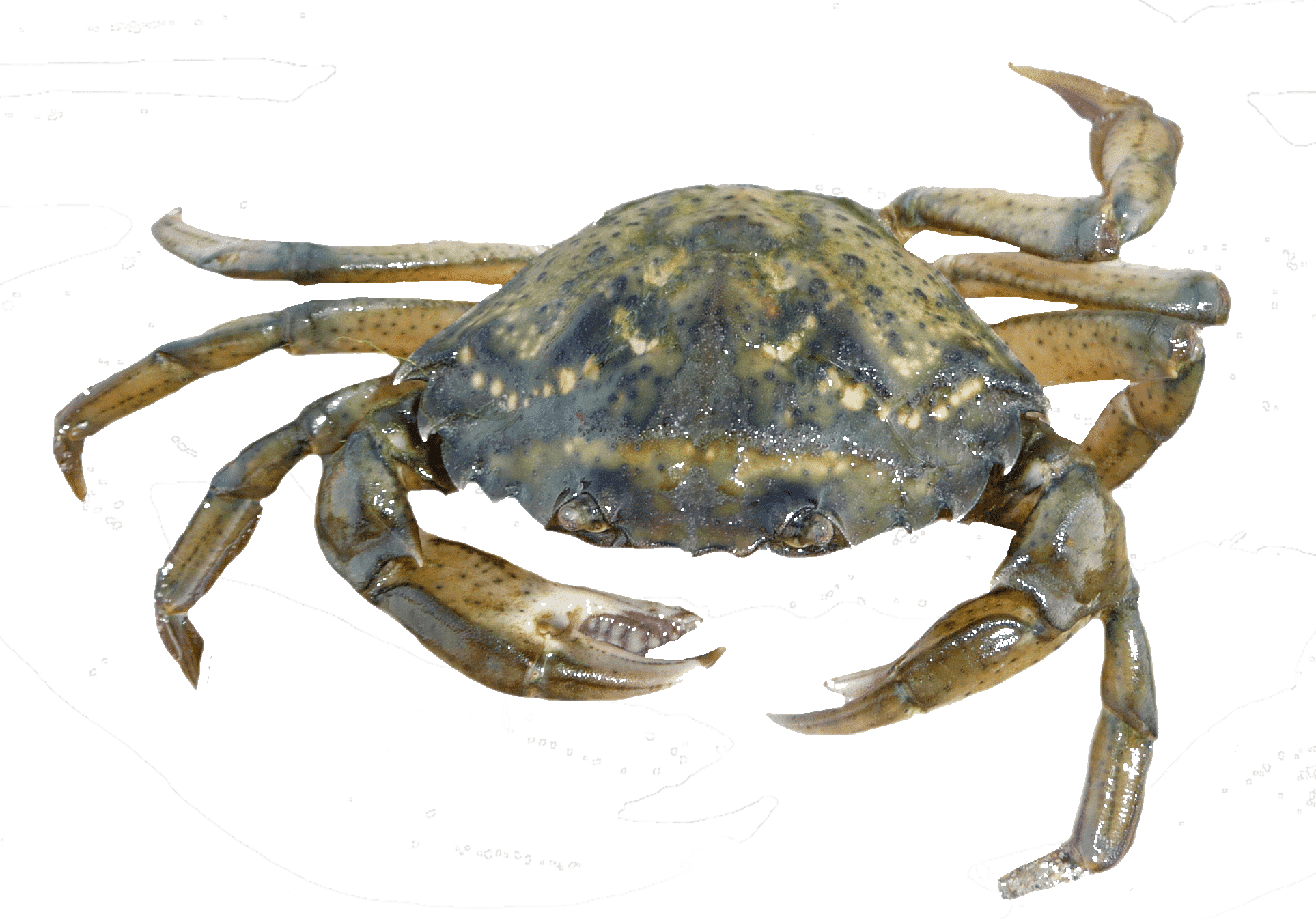 Crabe vert