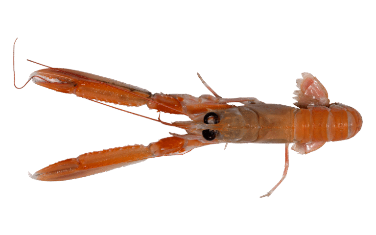 Langoustine