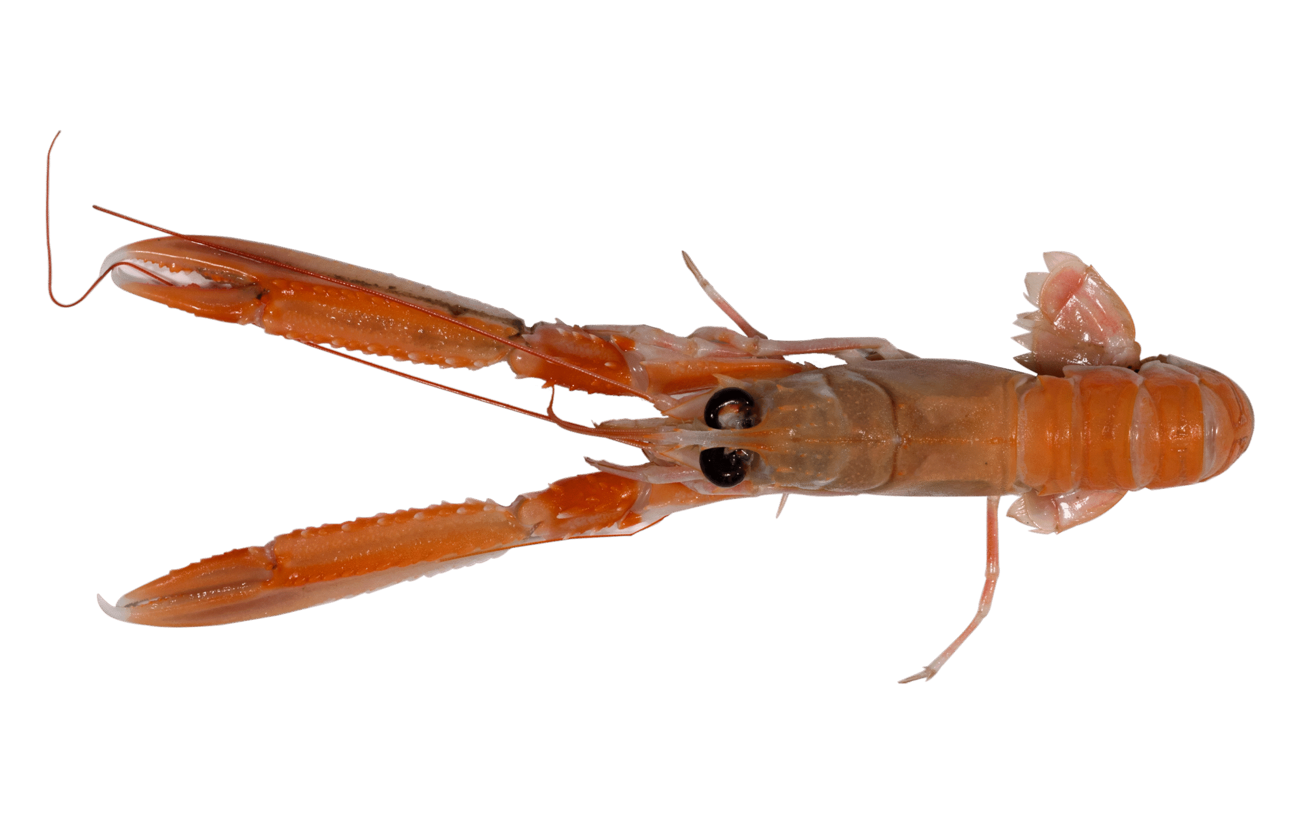 Langoustine