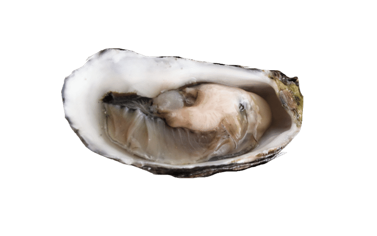 Huître creuse d&rsquo;élevage