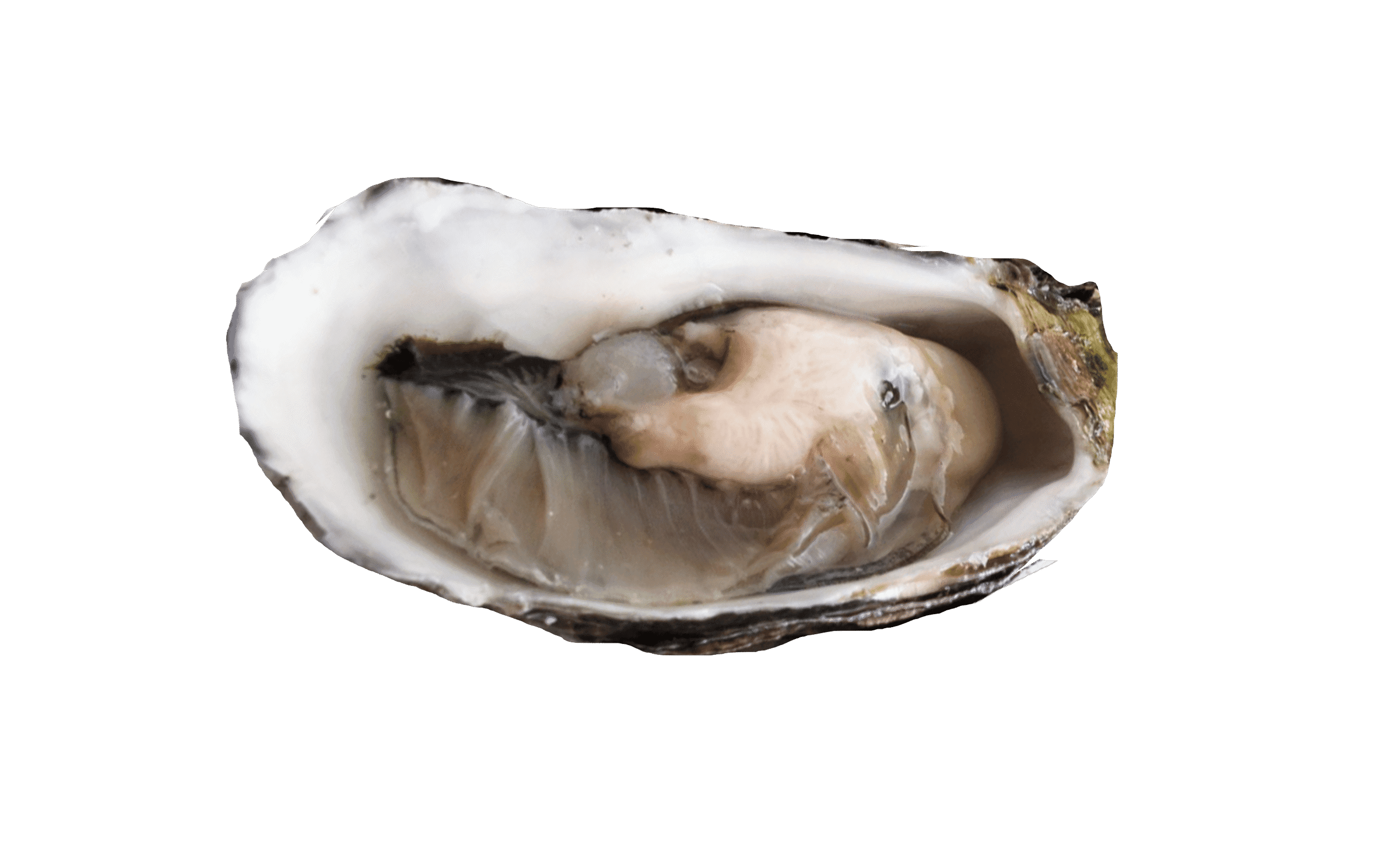 Huître creuse d&rsquo;élevage