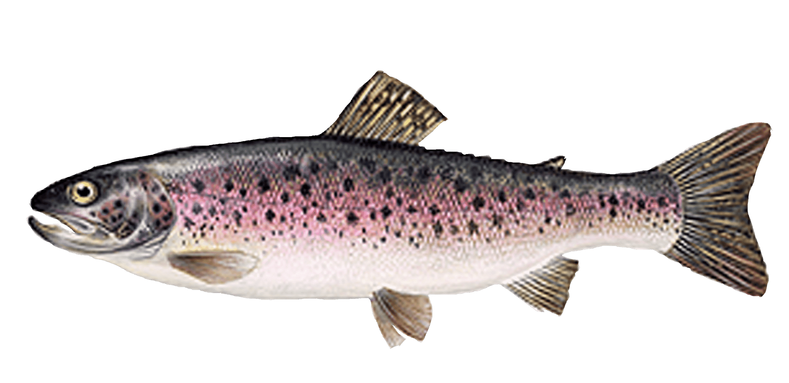 Truite Arc-en-ciel d&rsquo;élevage Mr.Goodfish