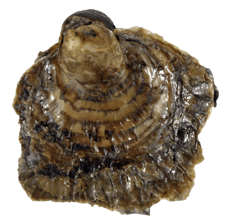 Huître plate d&rsquo;élevage