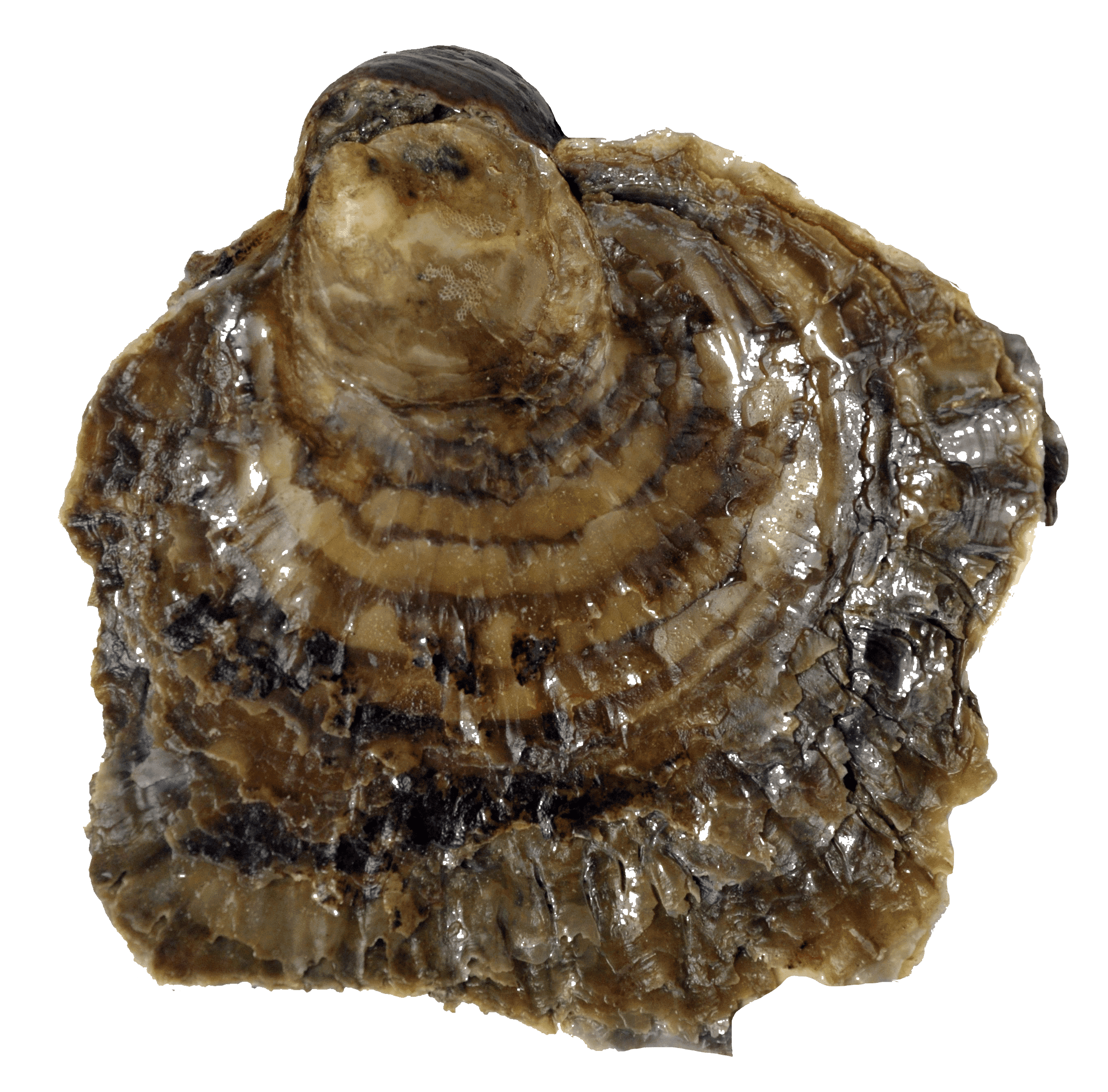 Huître plate d&rsquo;élevage