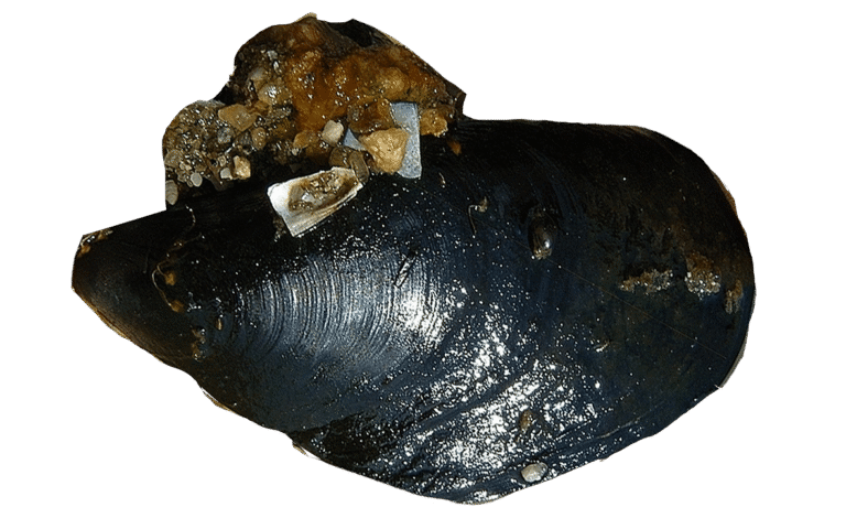 Moule Mediterranéenne d&rsquo;élevage