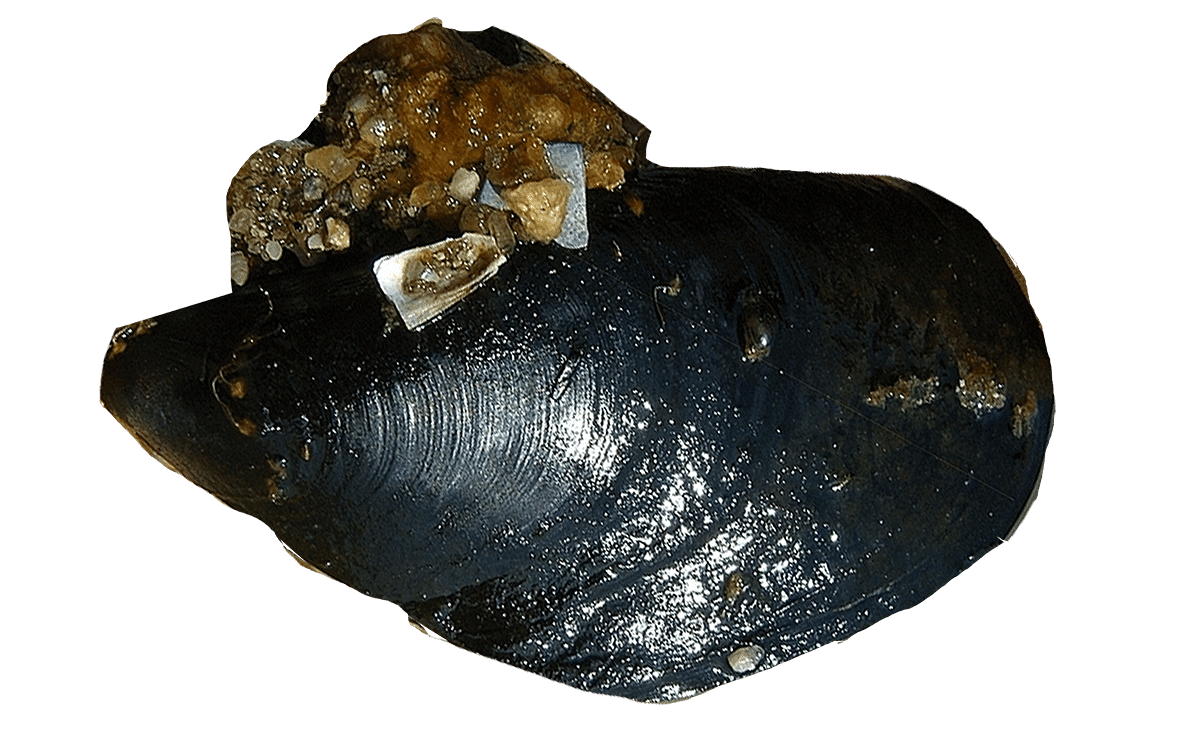 Moule Mediterranéenne d&rsquo;élevage