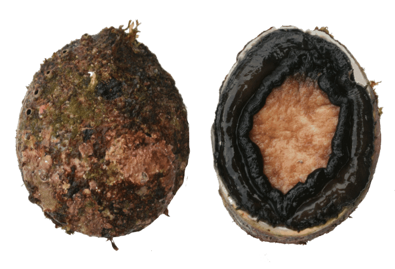 Ormeau d&rsquo;élevage