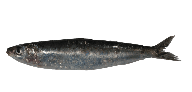 Sardine