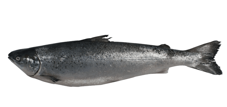 Saumon de l&rsquo;atlantique d&rsquo;élevage Mr.Goodfish