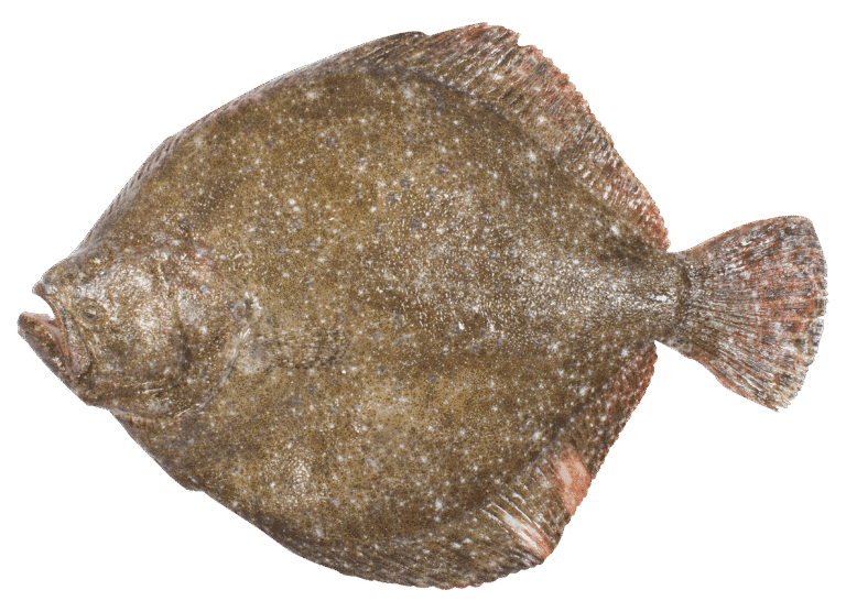 Turbot