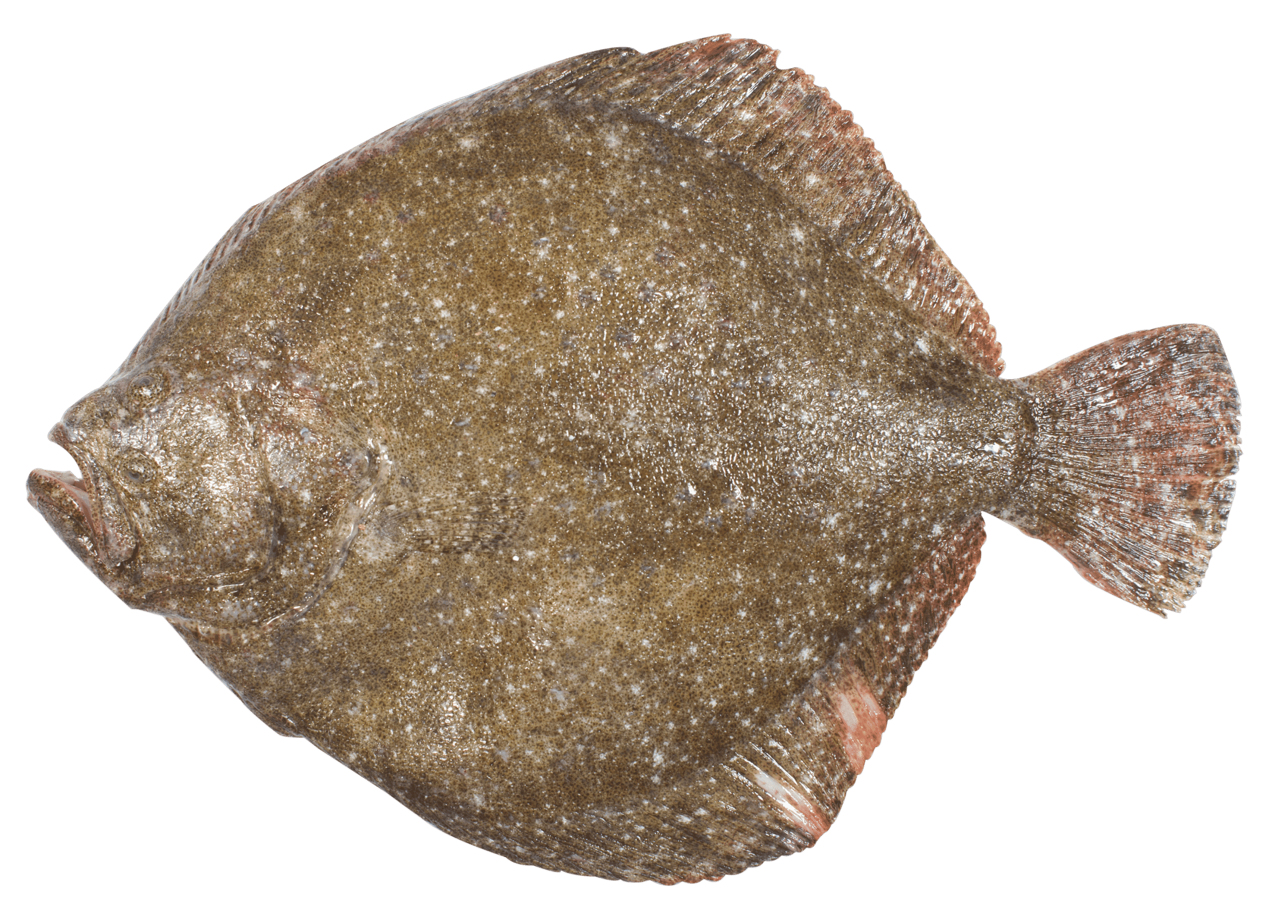Turbot