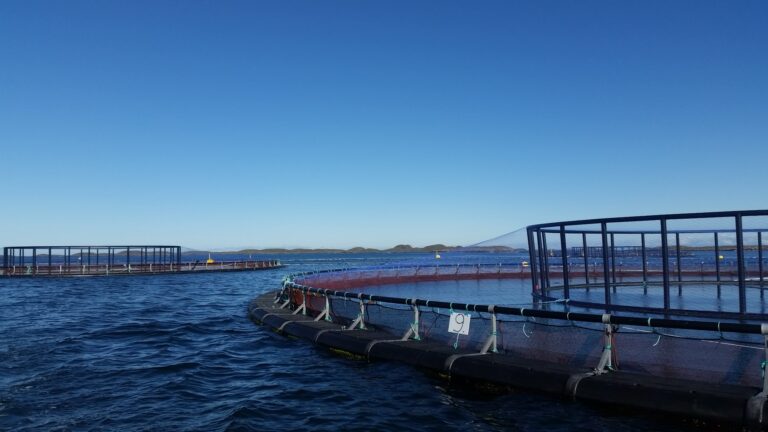 Partenariat entre Mr.Goodfish et Auchan