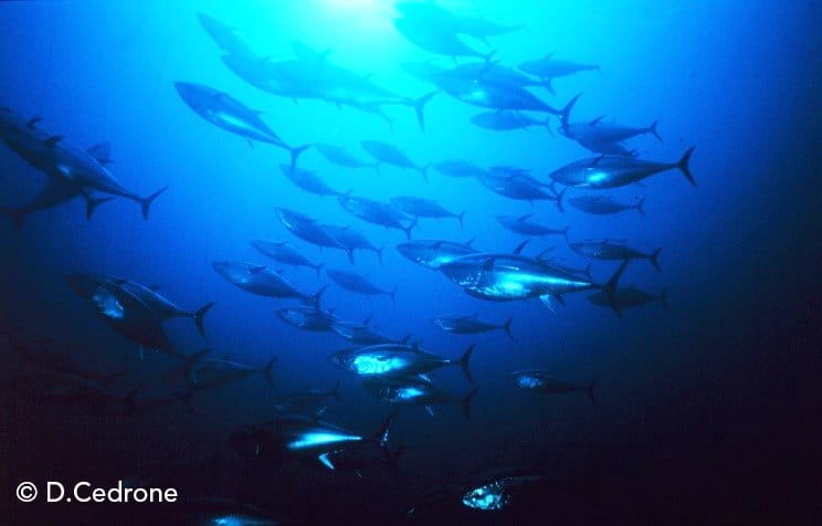 Une espèce emblématique, le thon rouge