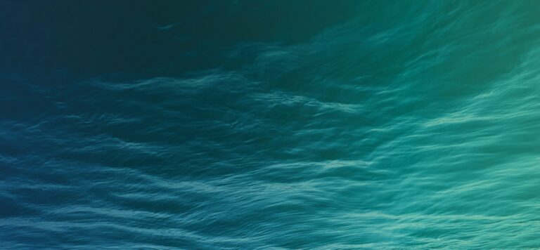 Espèces du mois : Les mulets