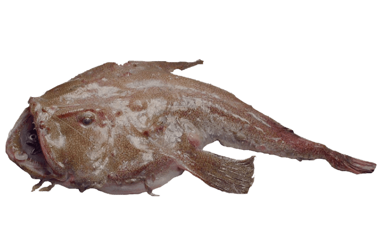 Baudroie commune / blanche