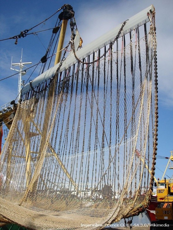 Actualités : Pêche électrique