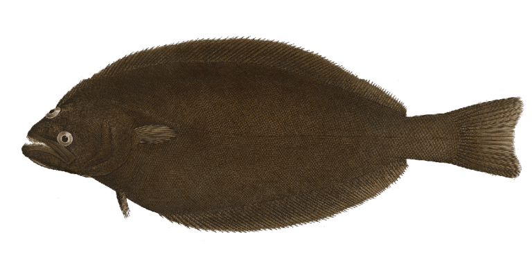 Flétan de l&rsquo;Atlantique