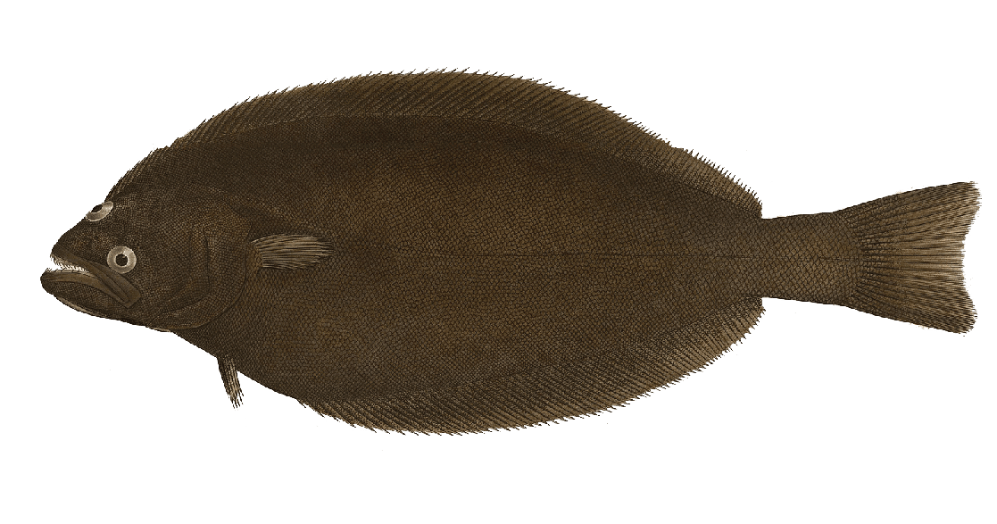 Flétan de l&rsquo;Atlantique