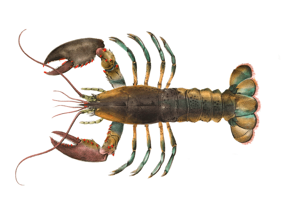 Homard américain