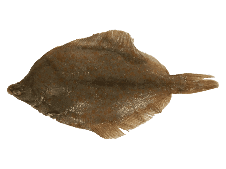 Limande à queue jaune