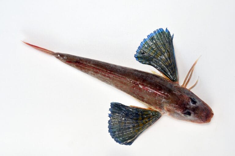 Filets de grondin perlon au chorizo, risotto au parmesan, sauce d’artichauts et tomates séchées