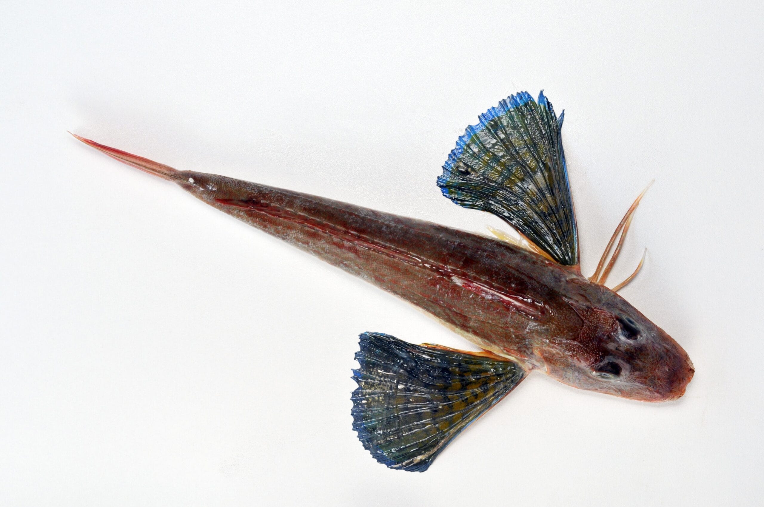 Filets de grondin perlon au chorizo, risotto au parmesan, sauce d’artichauts et tomates séchées