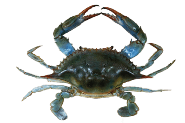 Crabe bleu