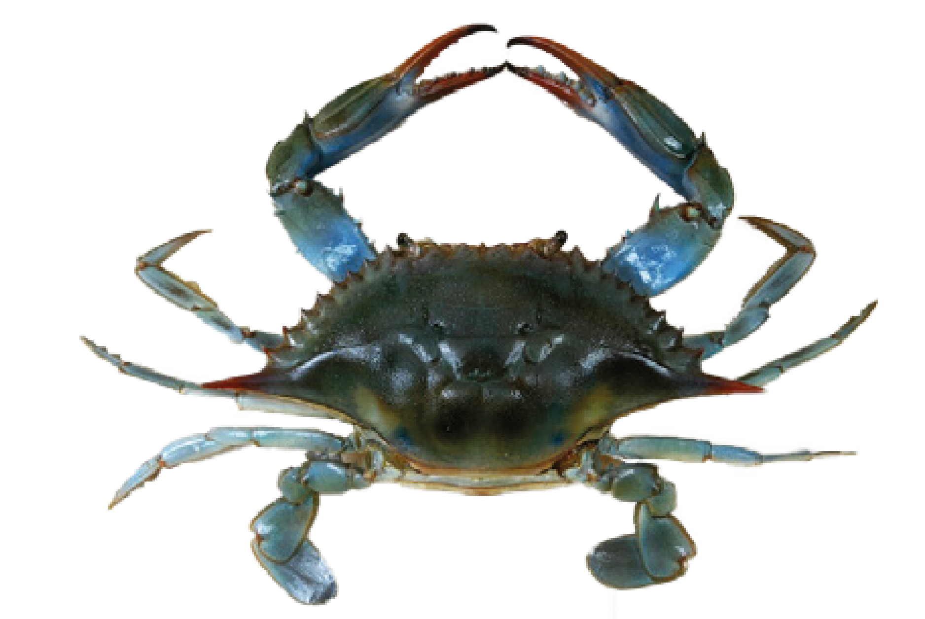Crabe bleu