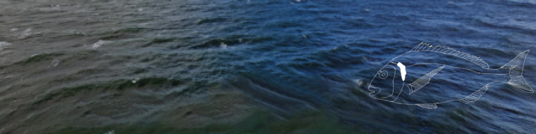 La dorade royale ou daurade