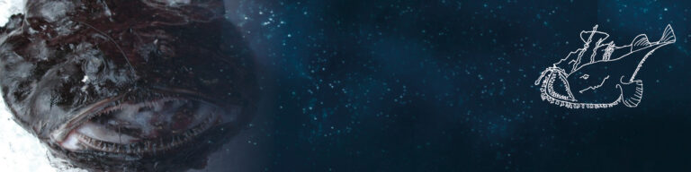 La baudroie, à l’origine de la « queue de lotte »