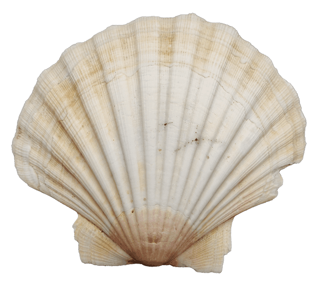 Coquille Saint Jacques