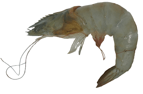 Crevette à pattes blanches « Mr.Goodfish