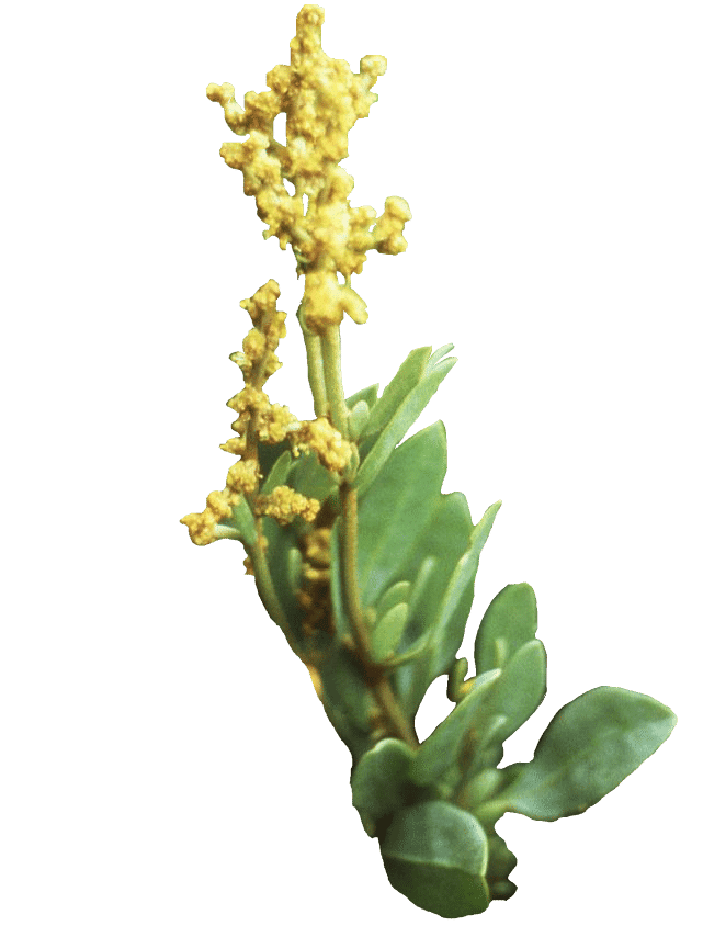 Obione faux-pourpier