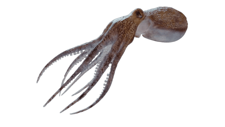 Poulpe blanc / Eledone