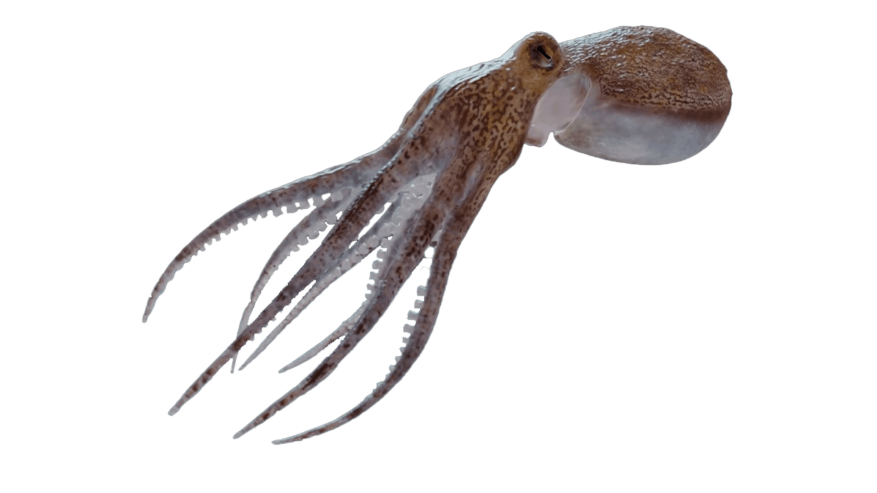 Poulpe blanc / Eledone