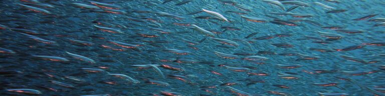 Des nouveaux membres dans l’équipe Mr.Goodfish