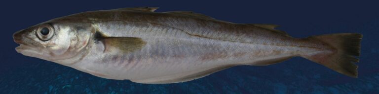 Espèce du mois : Le merlan