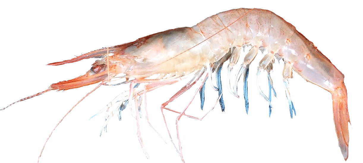 Crevette rose du large