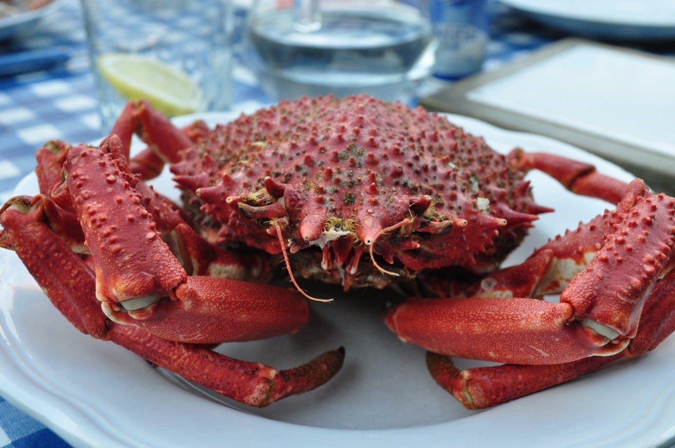 Comment cuire l’araignée de mer ?
