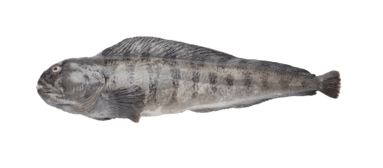 Loup de l&rsquo;Atlantique