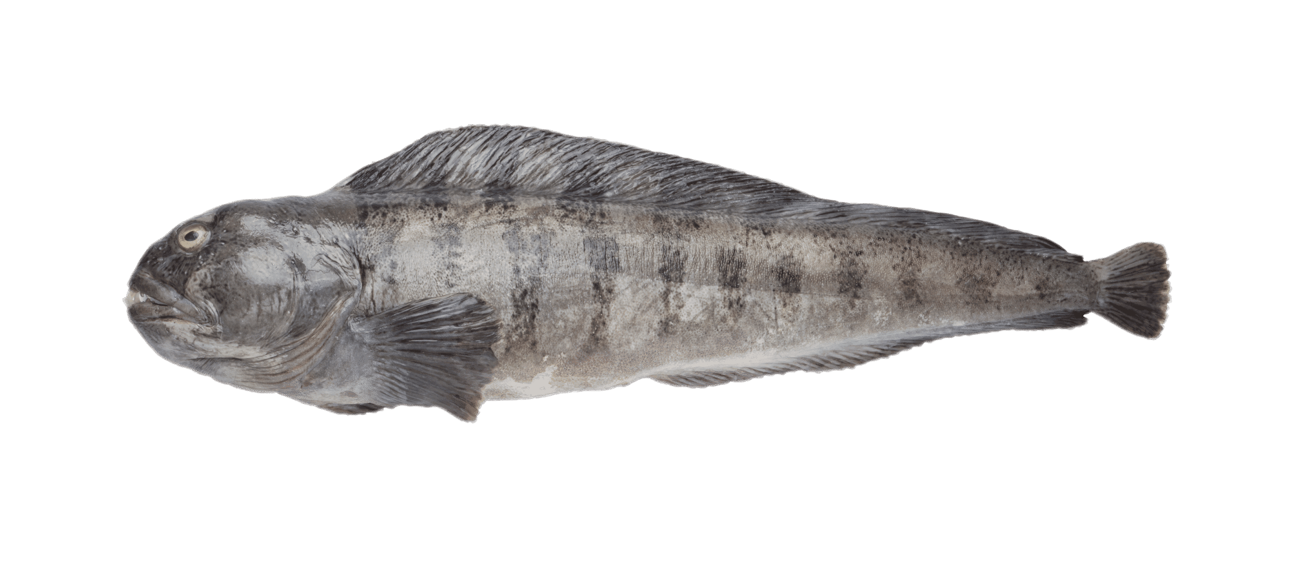 Loup de l&rsquo;Atlantique